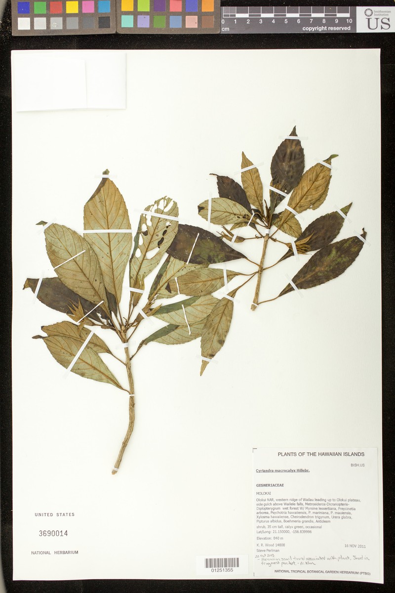 Largecalyx Cyrtandra photo 6