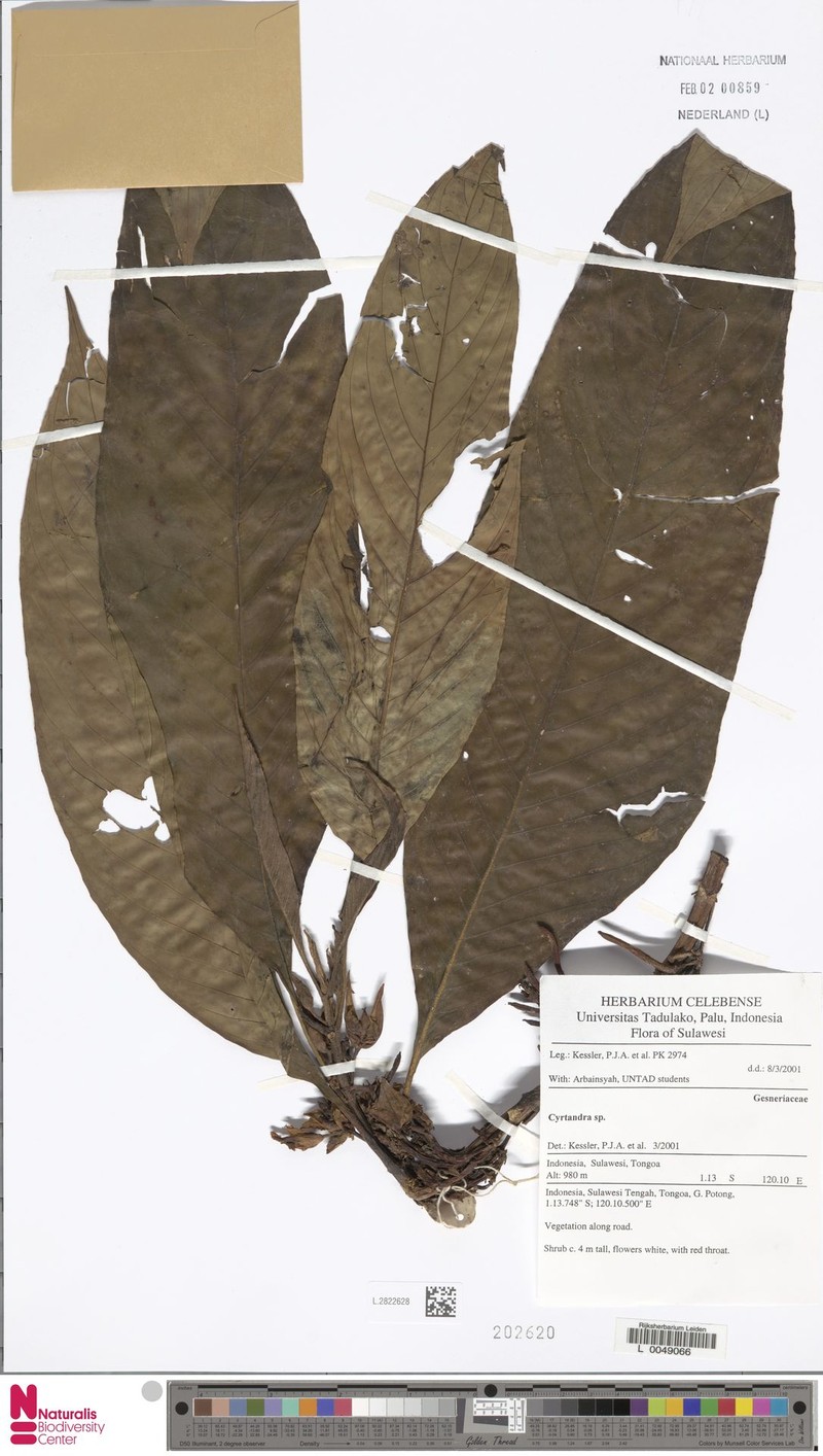 Cyrtandra multinervis