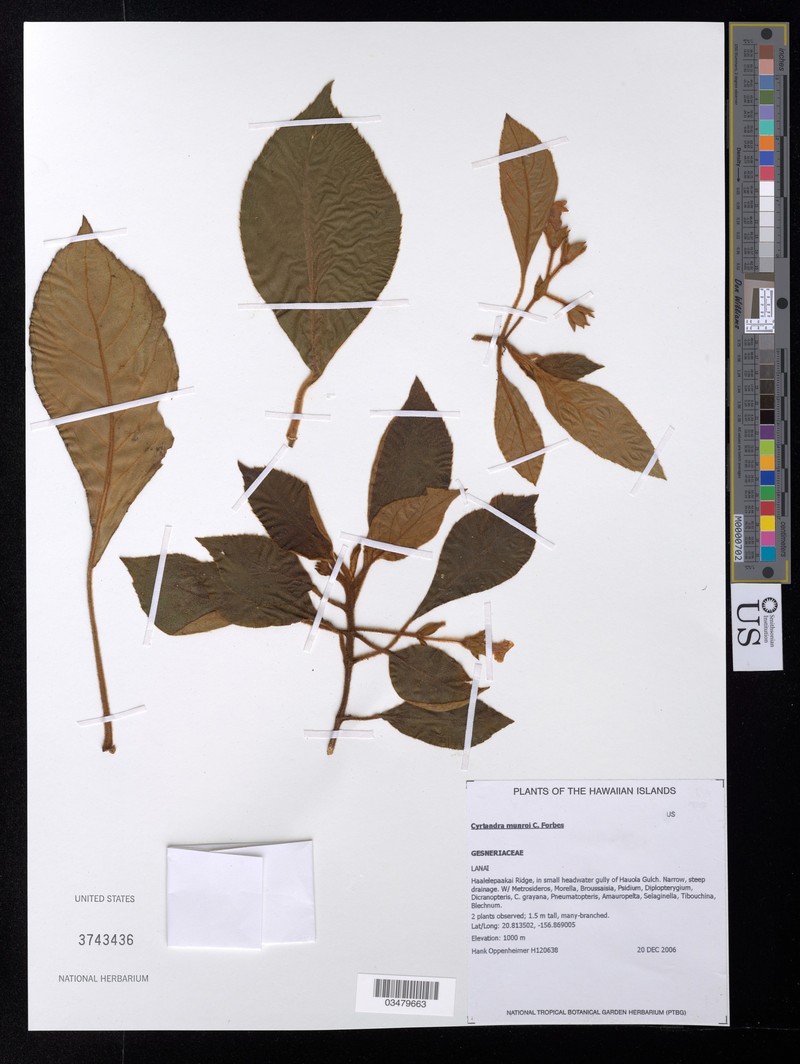 Lanaihale Cyrtandra