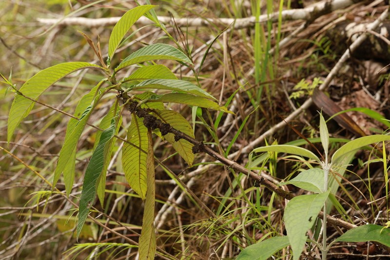 Cyrtandra nitida