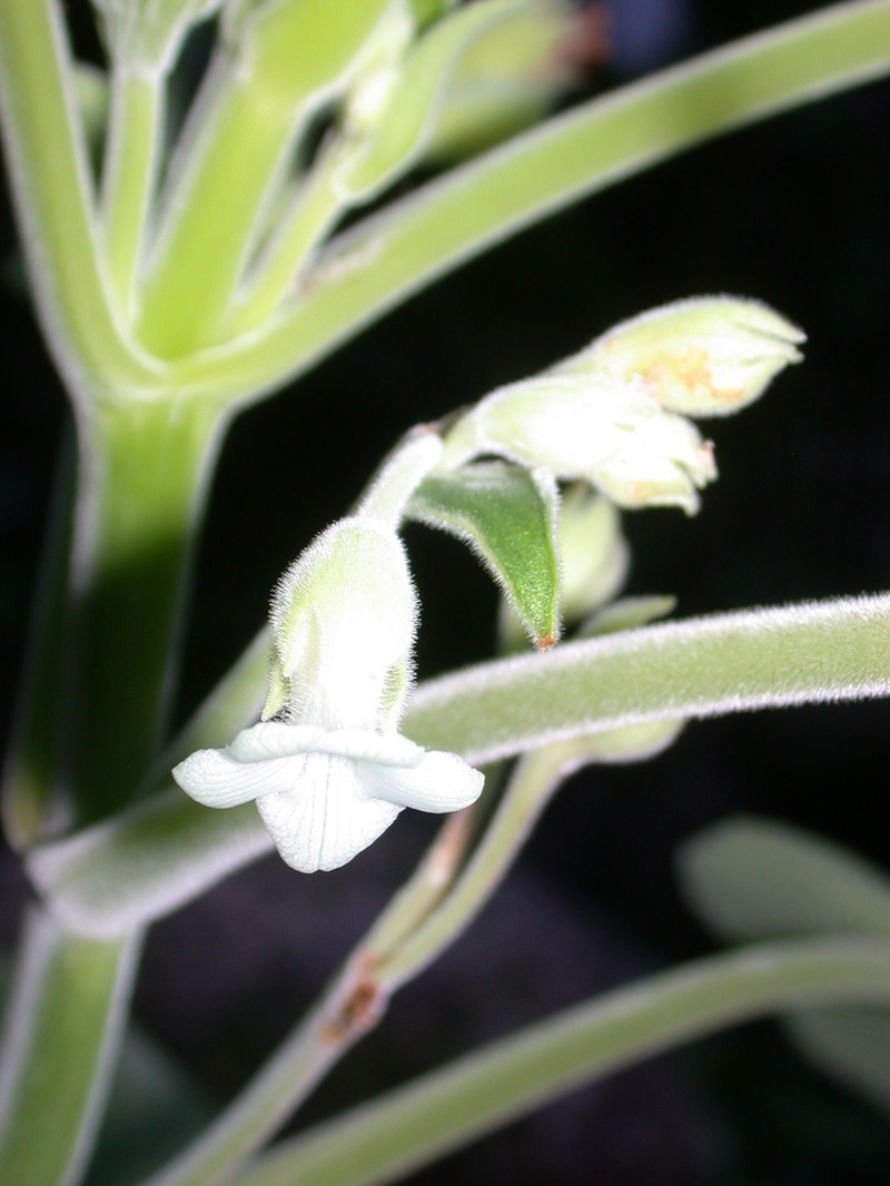 Cyrtandra obliquifolia