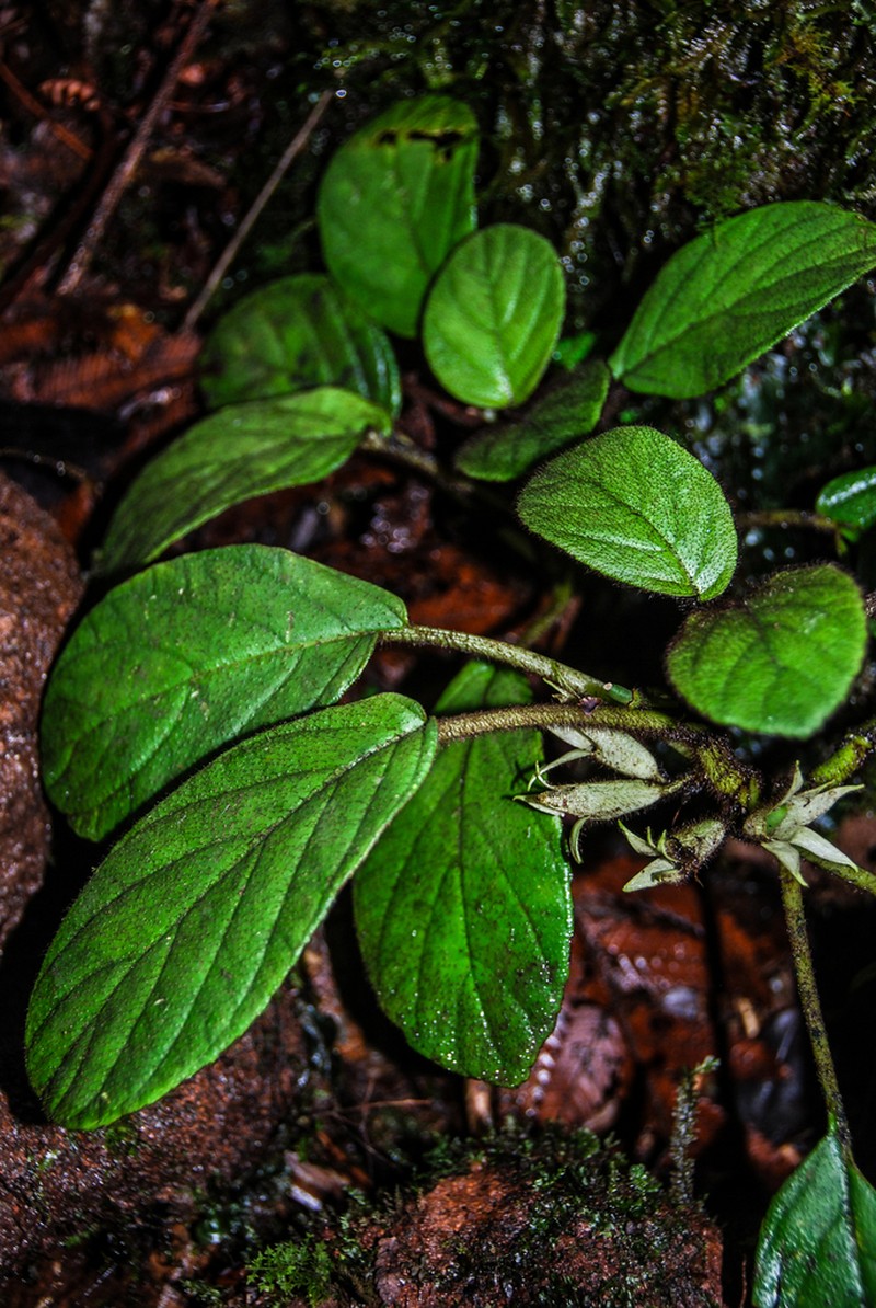 Shaggystem Cyrtandra