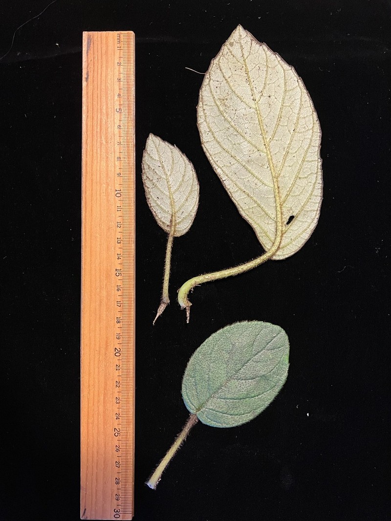 Shaggystem Cyrtandra photo 2