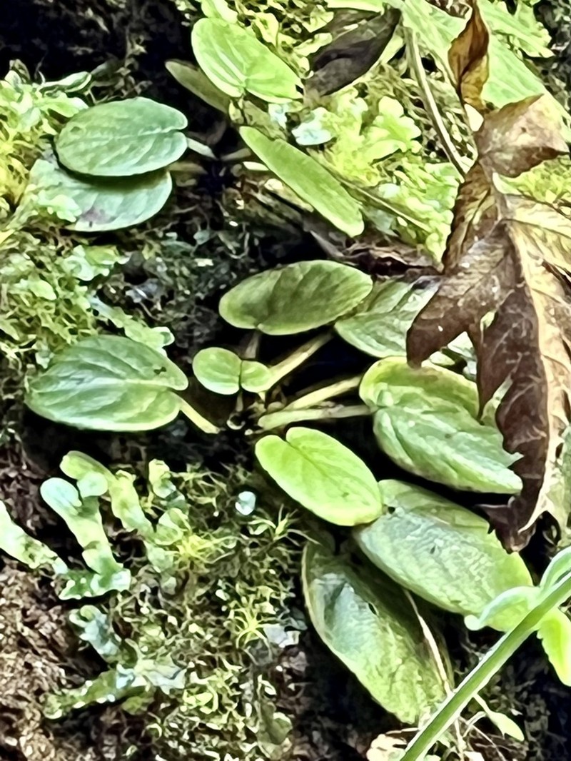 Shaggystem Cyrtandra photo 4