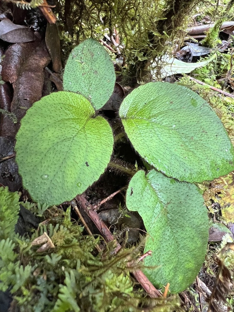 Shaggystem Cyrtandra photo 5