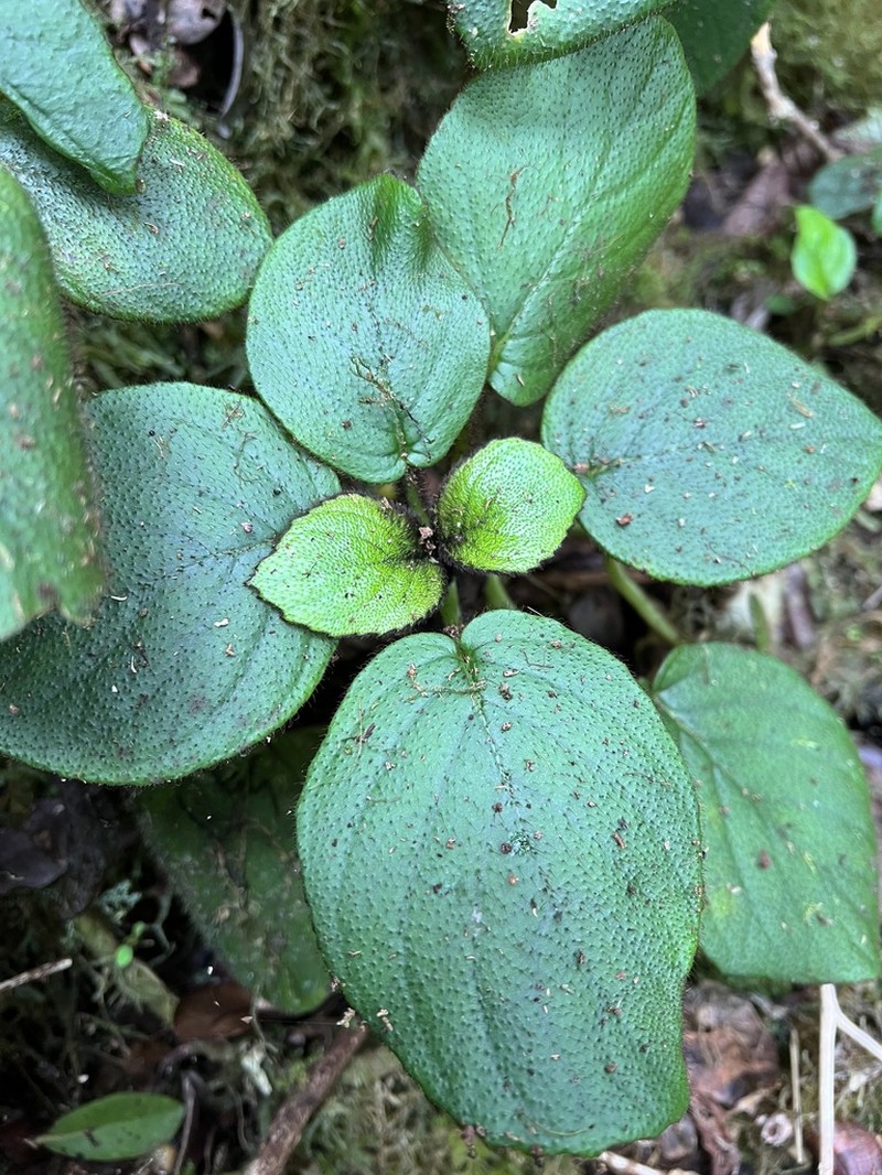 Shaggystem Cyrtandra photo 6
