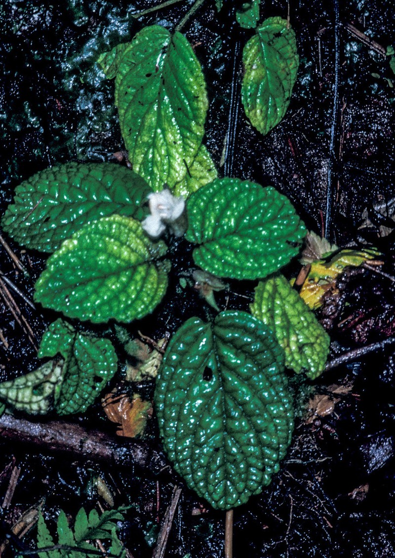 Shaggystem Cyrtandra photo 7