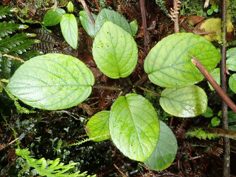 Shaggystem Cyrtandra photo 8