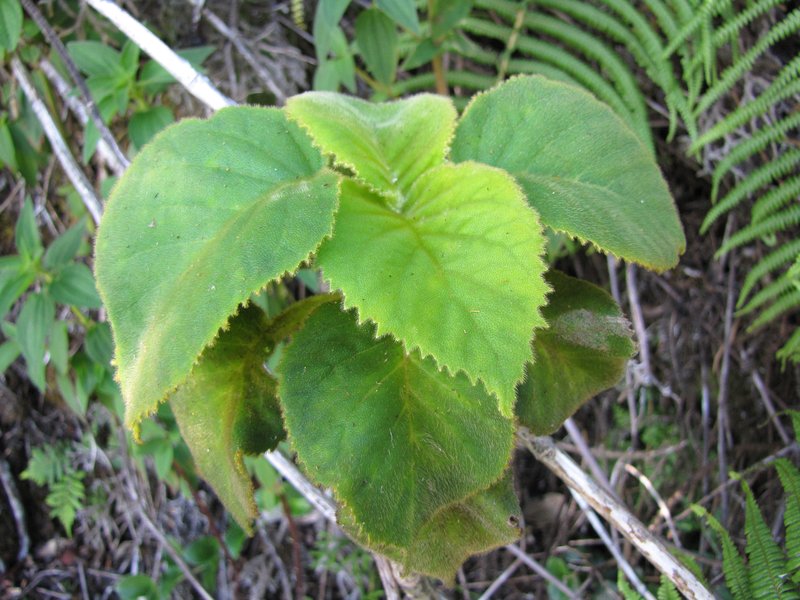 Pohakea Gulch Cyrtandra