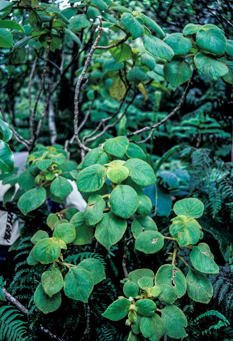 Pohakea Gulch Cyrtandra