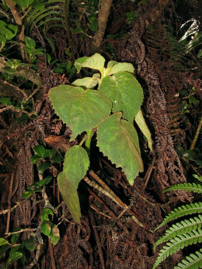 Pohakea Gulch Cyrtandra photo 2