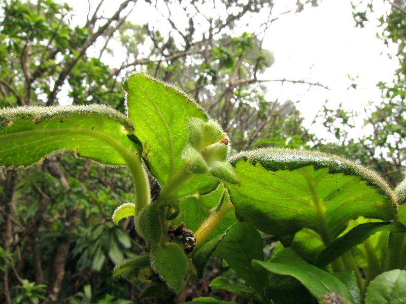 Pohakea Gulch Cyrtandra photo 4