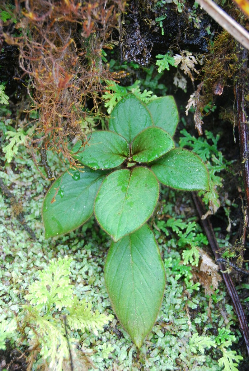 Cliffside Cyrtandra photo 2