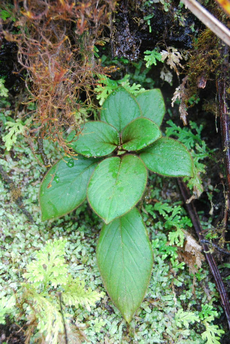 Cliffside Cyrtandra photo 3