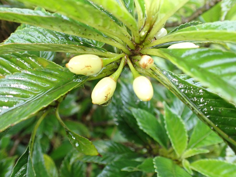 Kanawao Ke'Oke'O photo 3