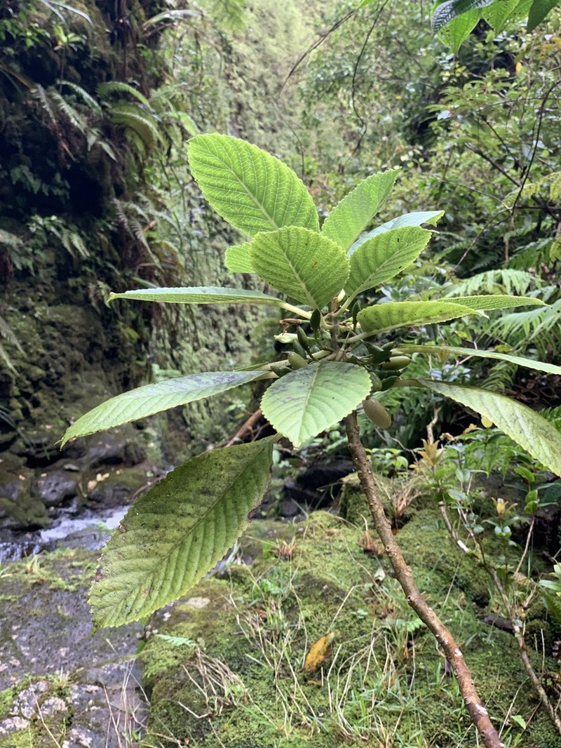 Kanawao Ke'Oke'O photo 4