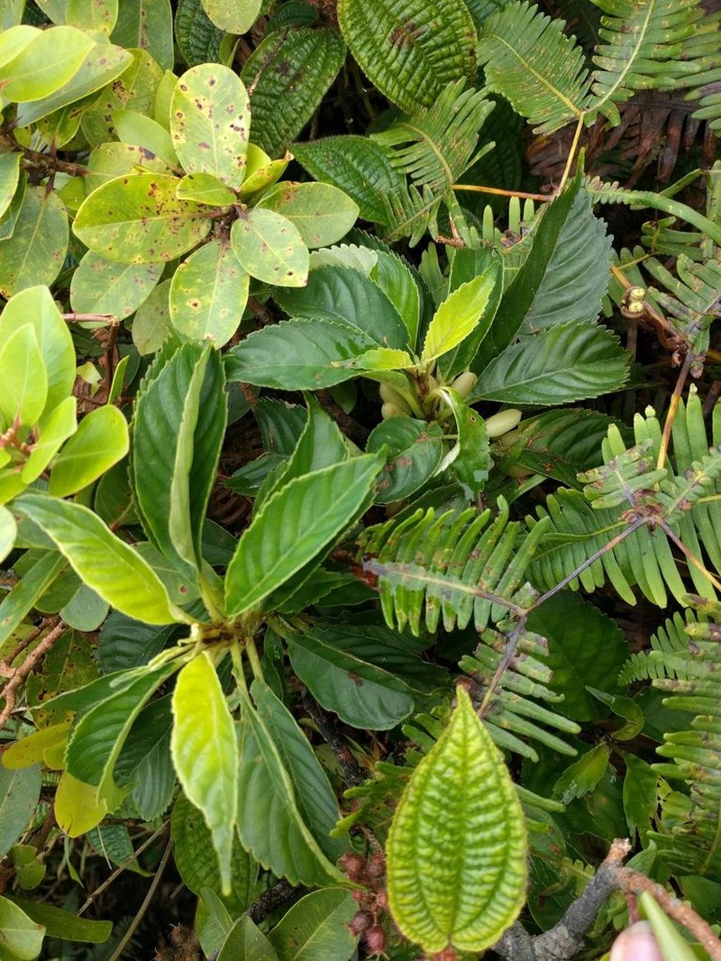 Kanawao Ke'Oke'O photo 6