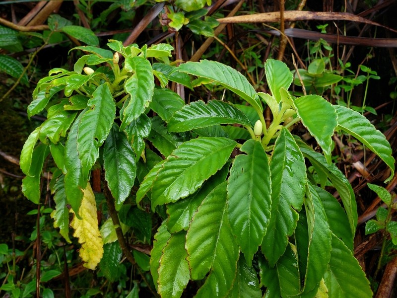 Kanawao Ke'Oke'O photo 7