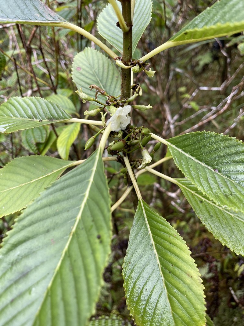Cyrtandra paludosa var. paludosa