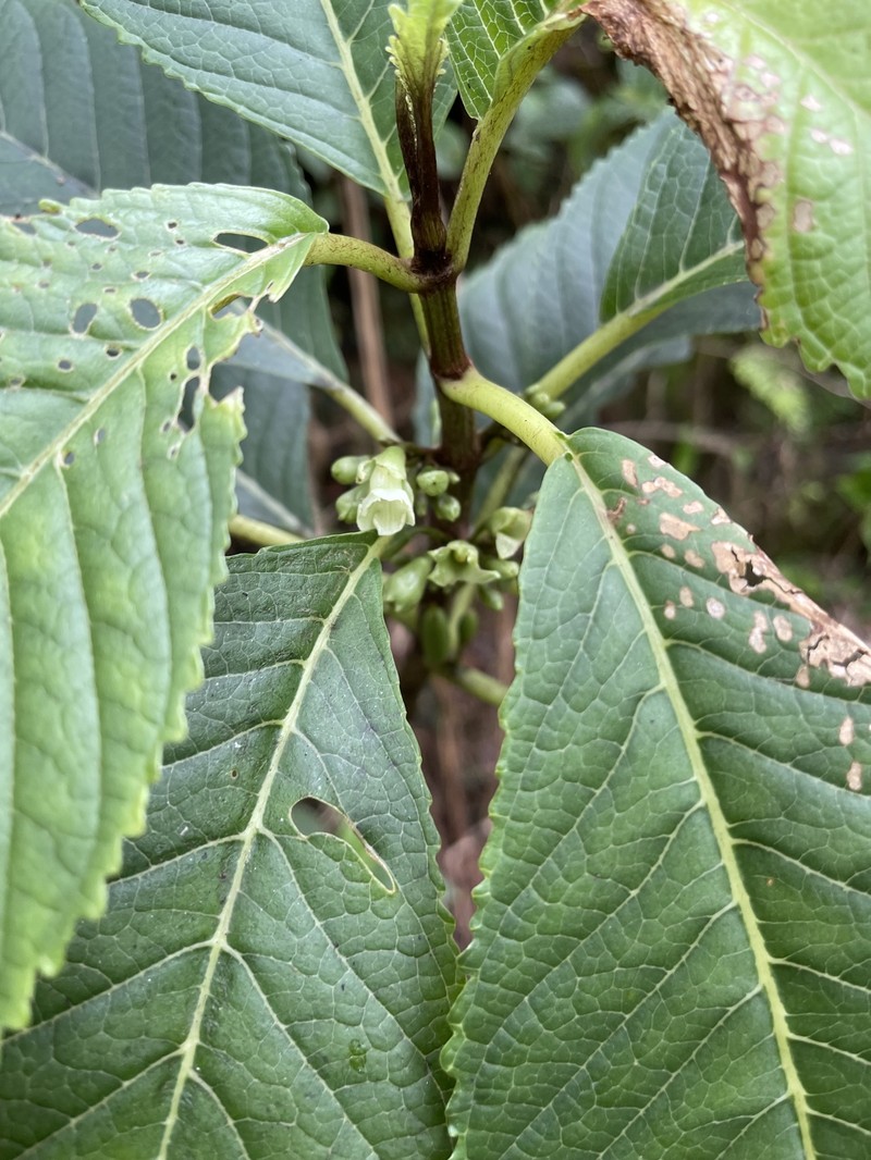 Cyrtandra paludosa var. paludosa photo 2