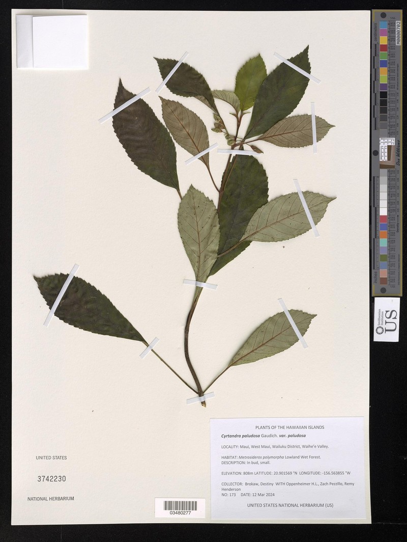 Cyrtandra paludosa var. paludosa photo 3