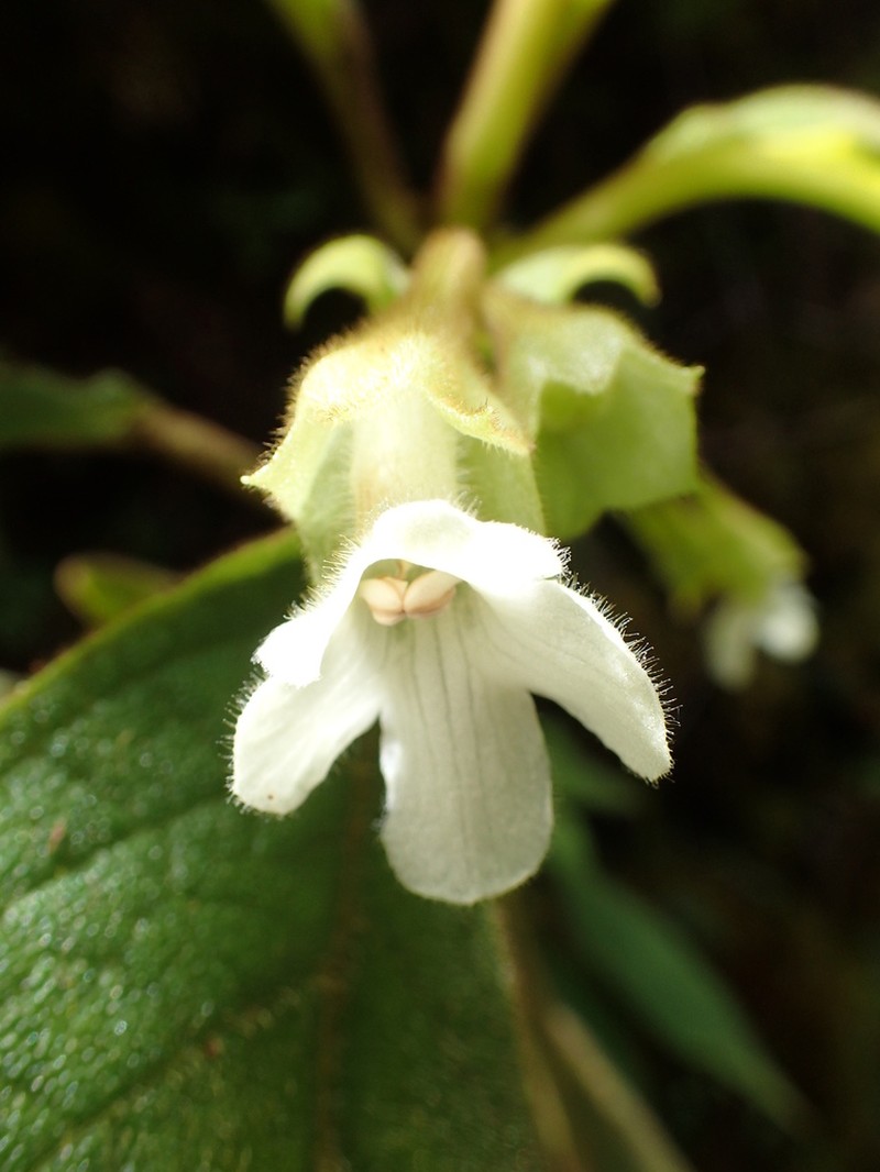 Pickering's Cyrtandra