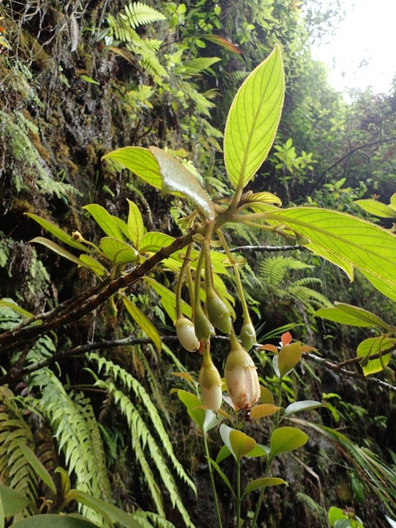 Pickering's Cyrtandra photo 2