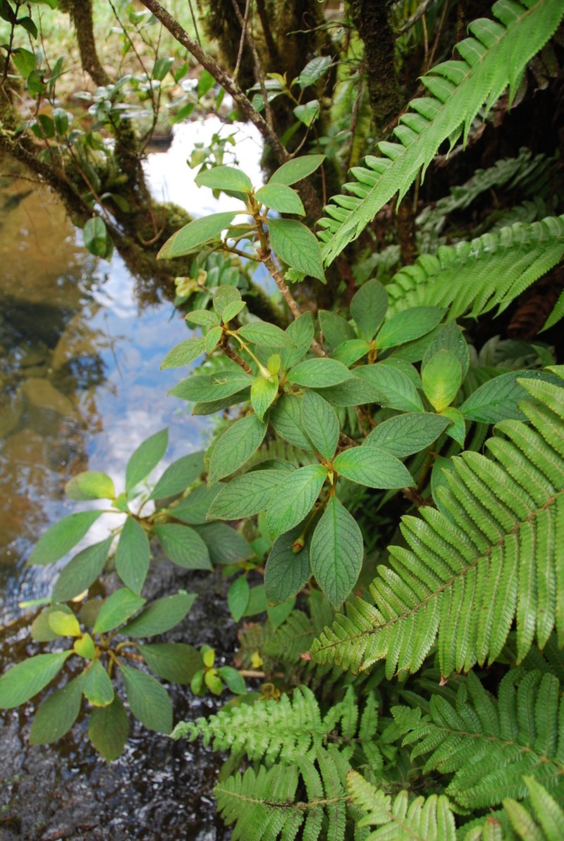 Pickering's Cyrtandra photo 3