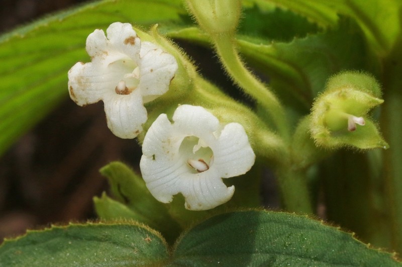 'Ilihia
