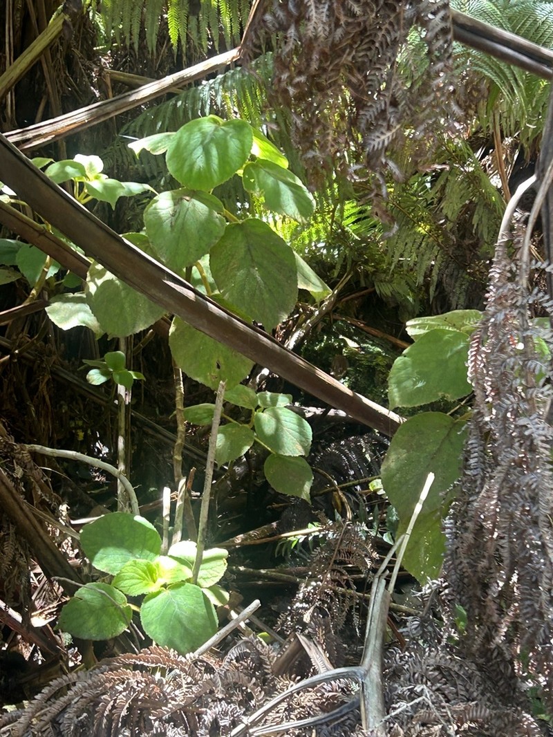 'Ilihia photo 5