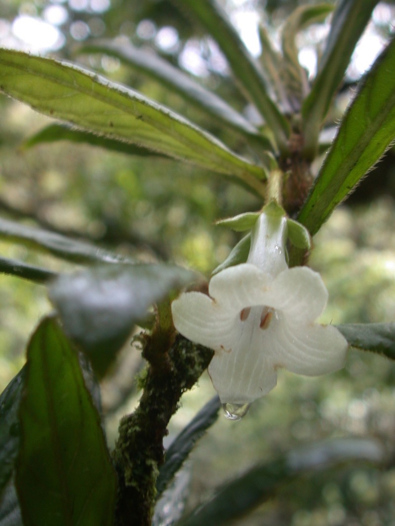 Bog Cyrtandra