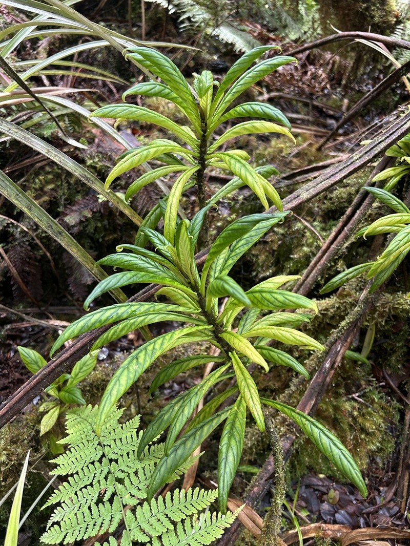 Bog Cyrtandra photo 2