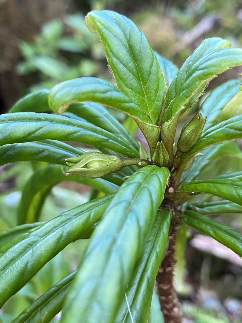 Bog Cyrtandra photo 3