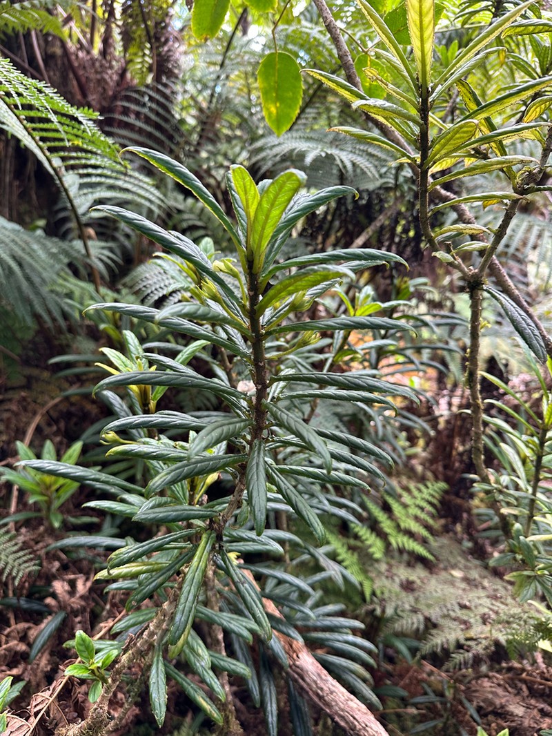 Bog Cyrtandra photo 4