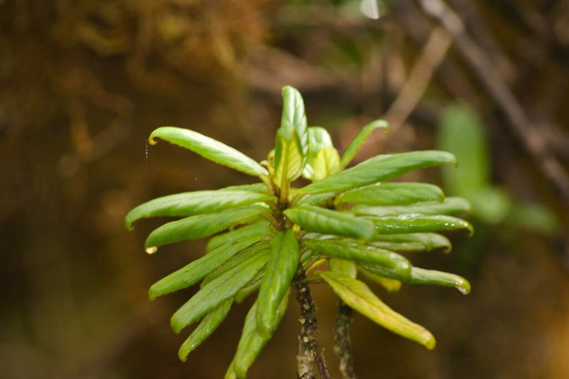 Bog Cyrtandra photo 5