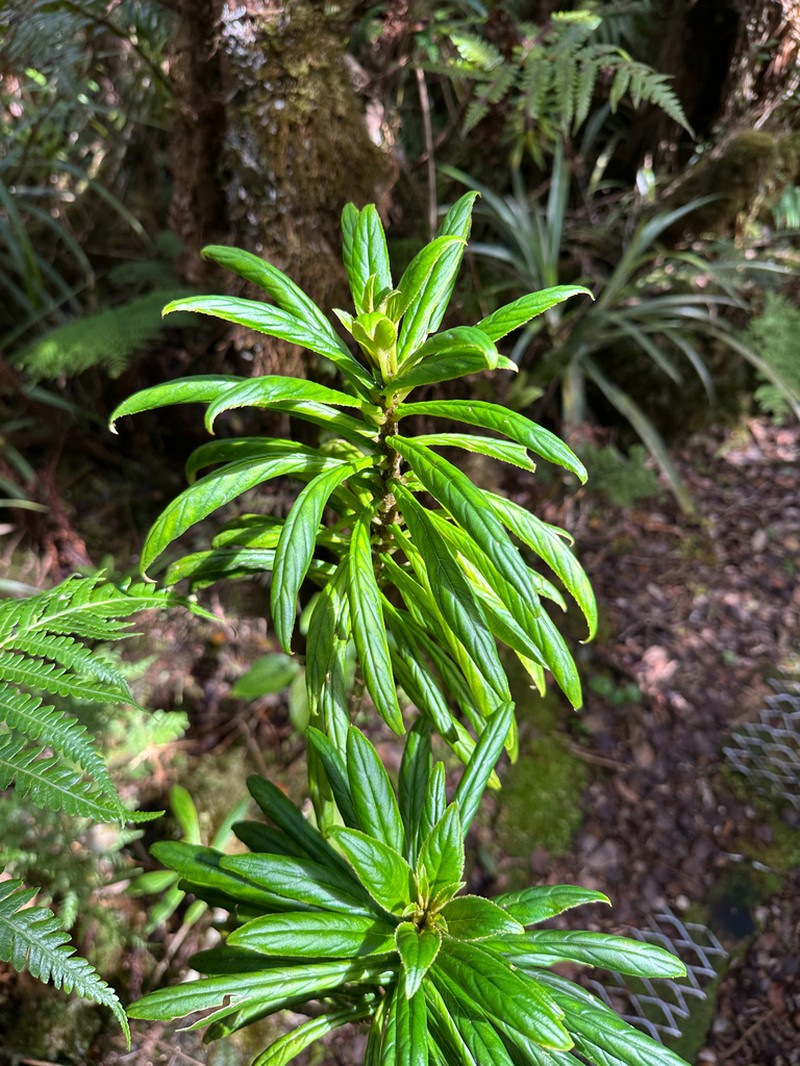 Bog Cyrtandra photo 6