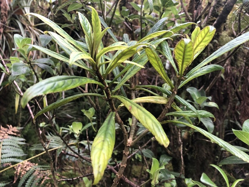 Bog Cyrtandra photo 7