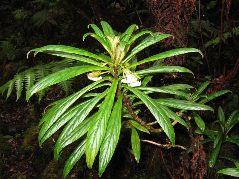 Bog Cyrtandra photo 8