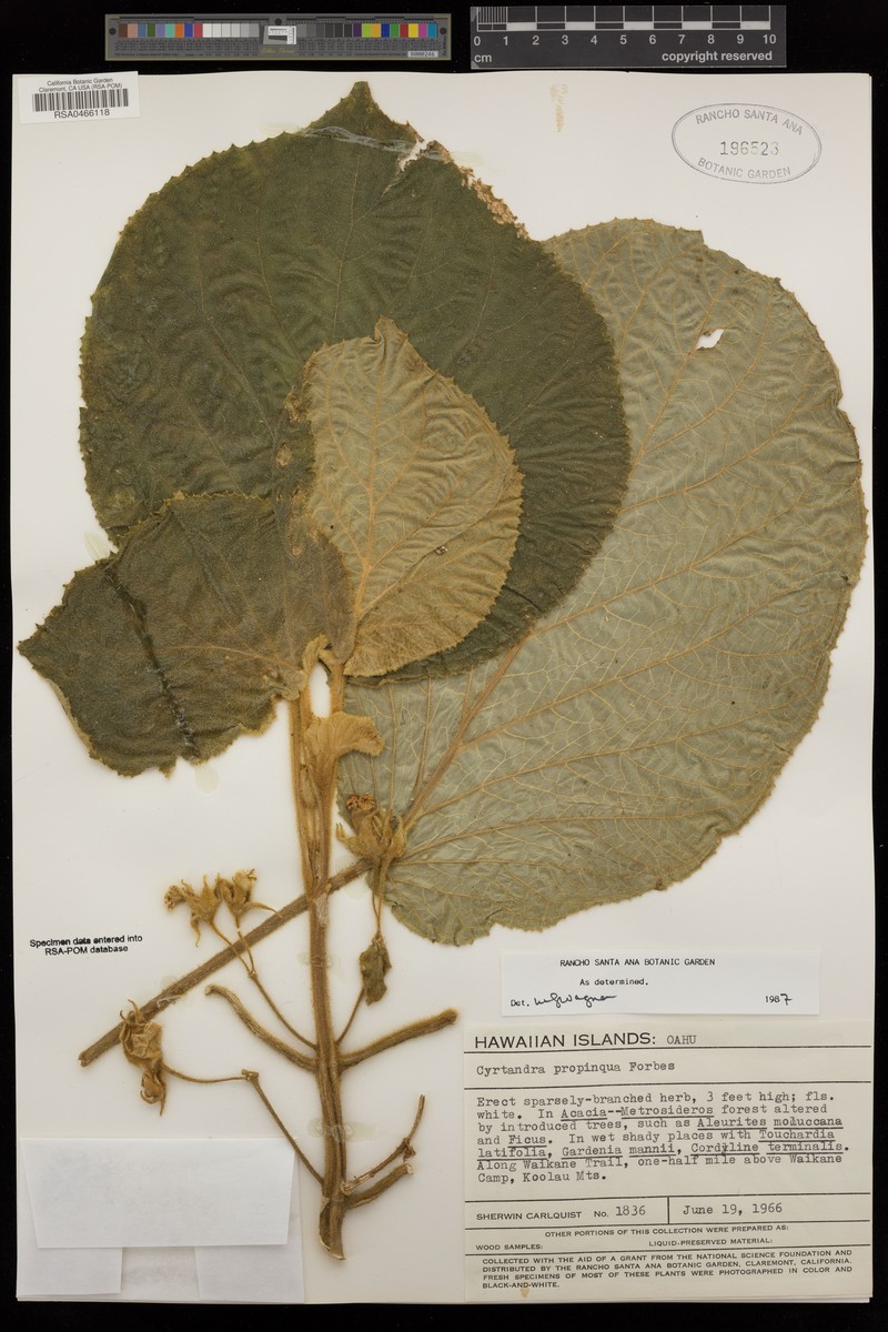 Arrowleaf Cyrtandra