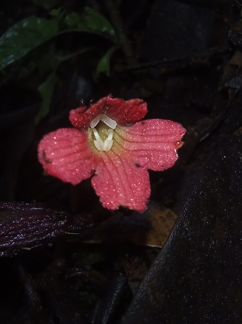 Cyrtandra rantemarioensis photo 2