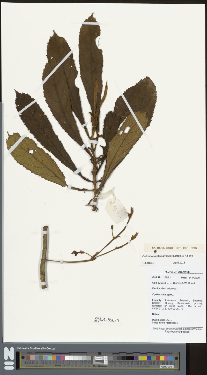 Cyrtandra rantemarioensis photo 3
