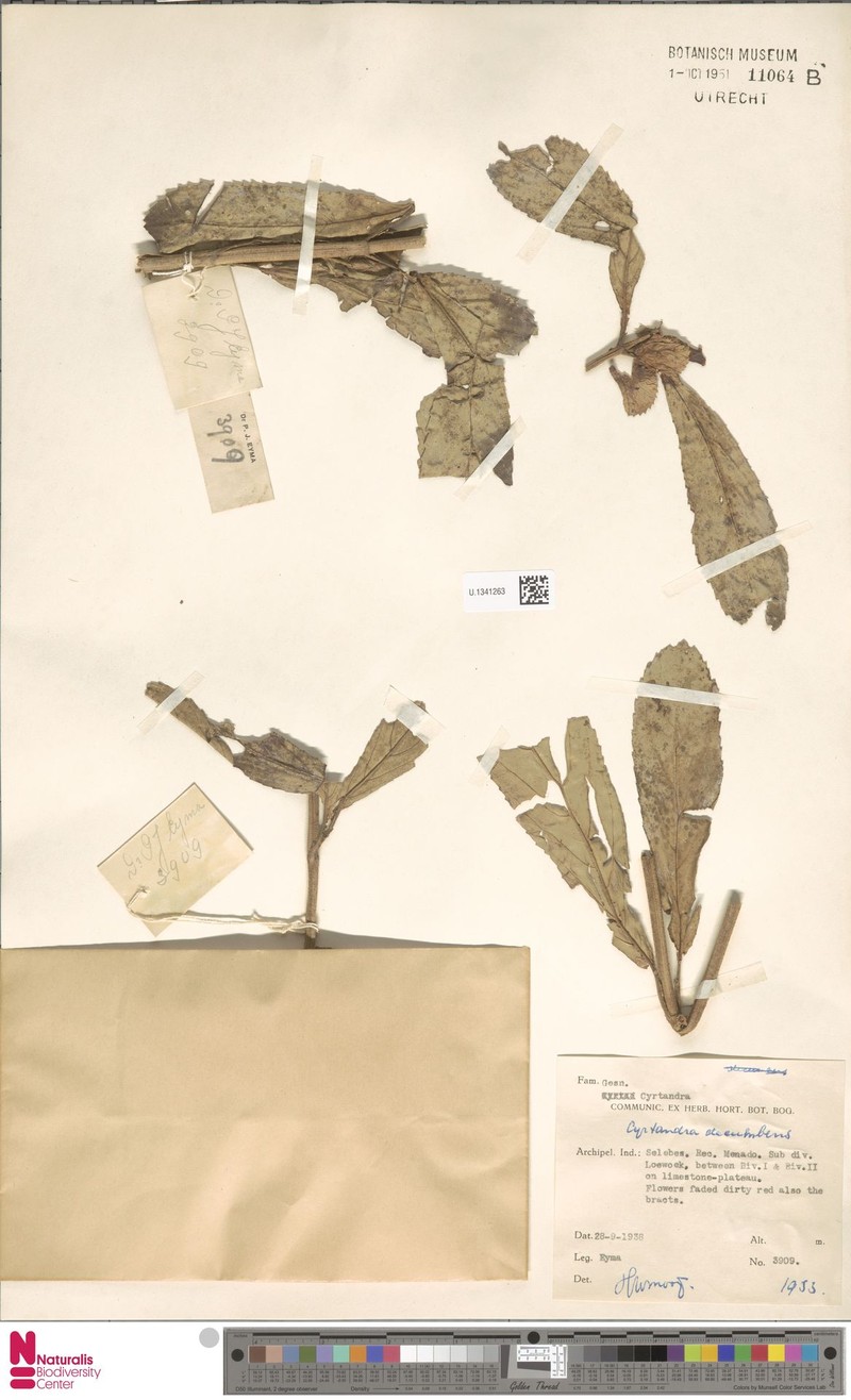 Cyrtandra rubribracteata