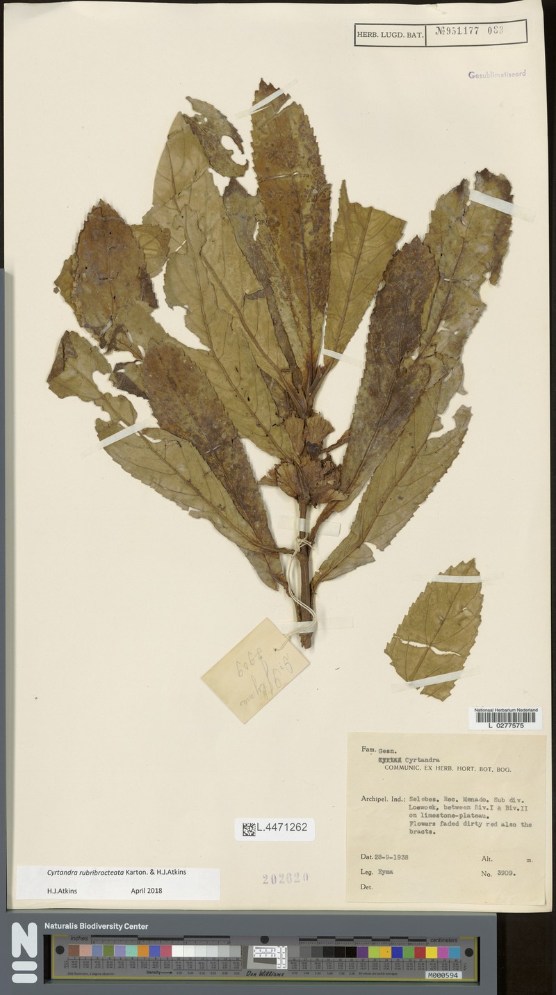 Cyrtandra rubribracteata photo 2