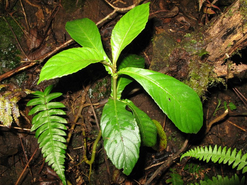 Windyridge Cyrtandra