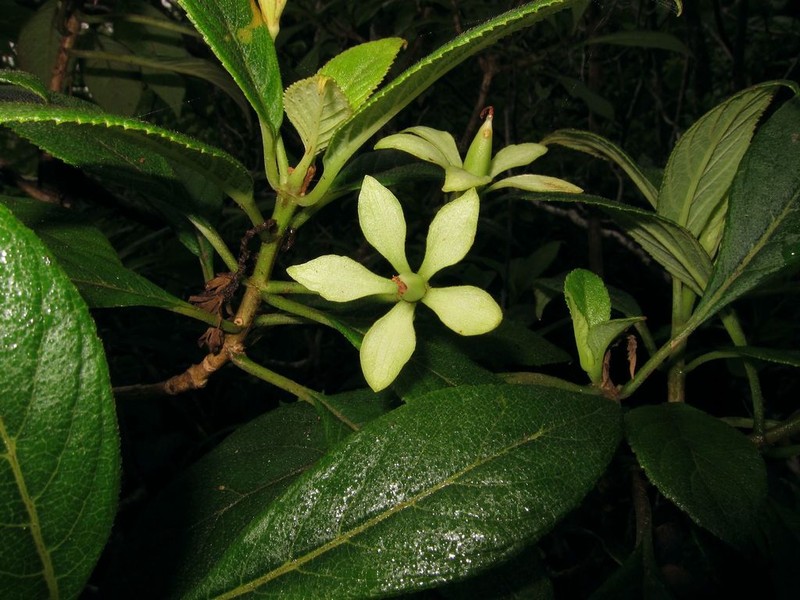 Spoonleaf Cyrtandra