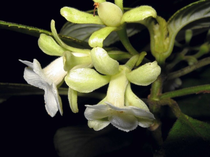 Spoonleaf Cyrtandra photo 2