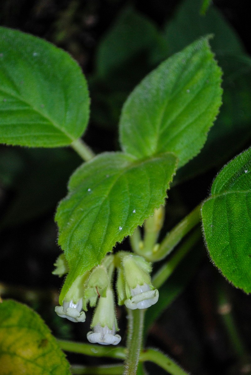 Spoonleaf Cyrtandra photo 3