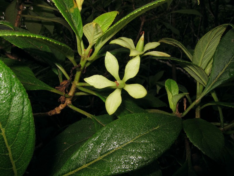 Spoonleaf Cyrtandra photo 6