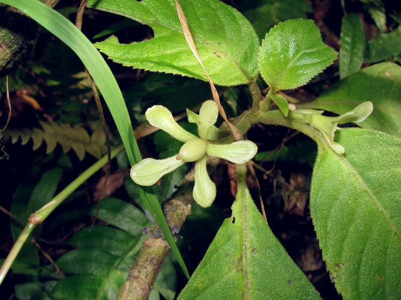 Spoonleaf Cyrtandra photo 7