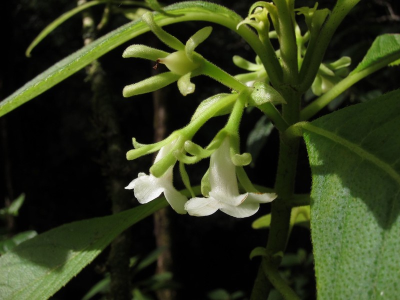 Spoonleaf Cyrtandra photo 8